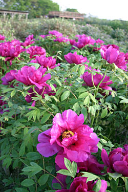 �񂹐A���̃{�^��