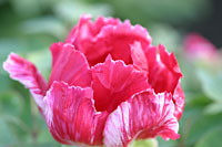 �{�^����