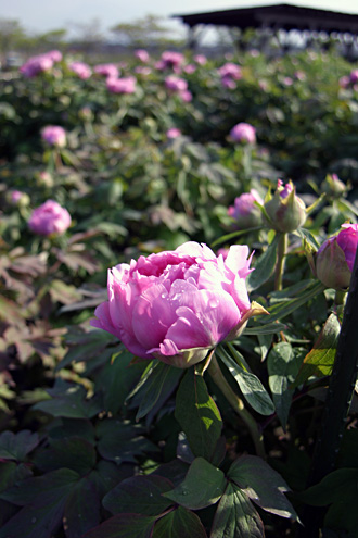 ���I�̉��O