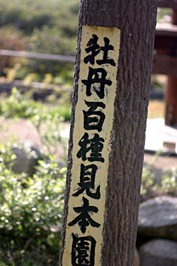 ���O�S�팩�{��