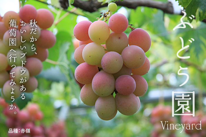 �H�����炨�������Ԃǂ����ւԂǂ�����