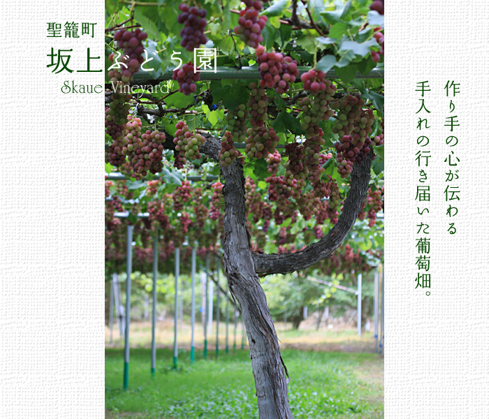 �V�������Ē��@���Ԃǂ���