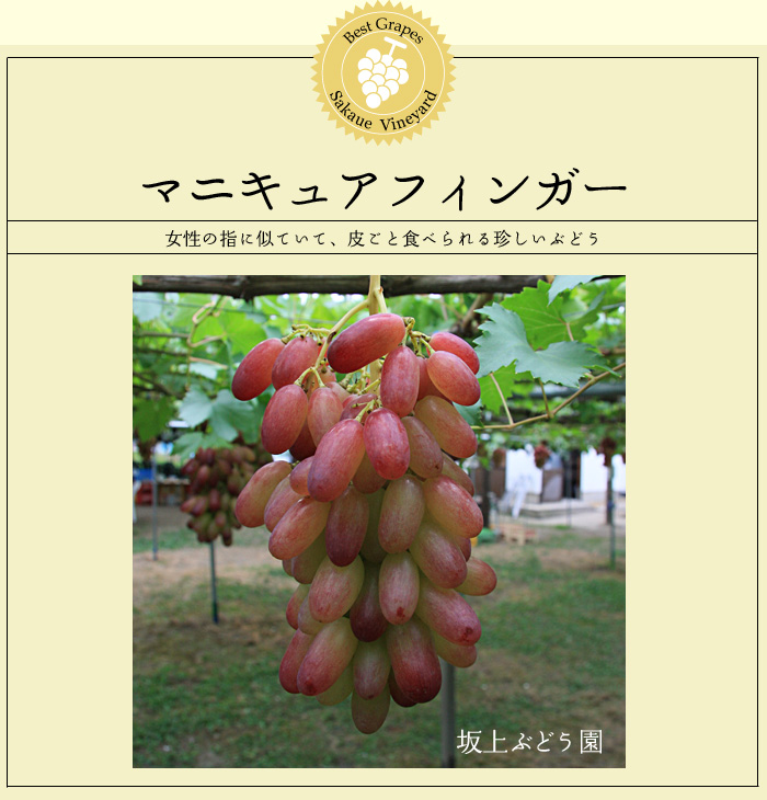 �}�j���L�A�t�B���K�[