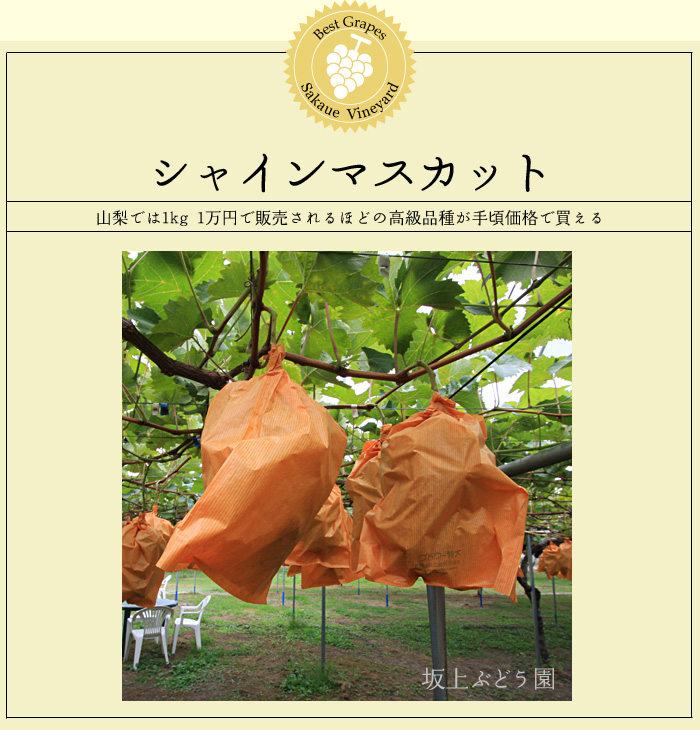 �V���C���}�X�J�b�g