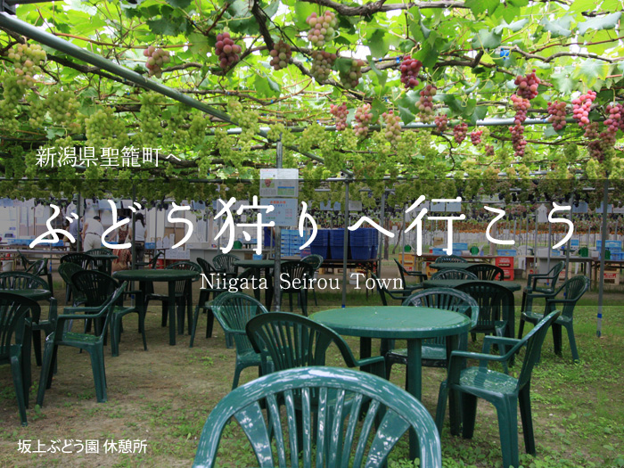 新潟県聖籠町へぶどう狩りへ行こう