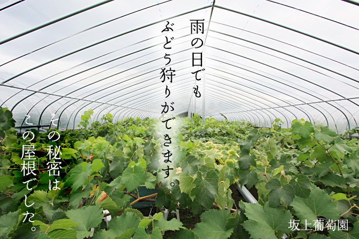 雨の日でもぶどう狩りができます