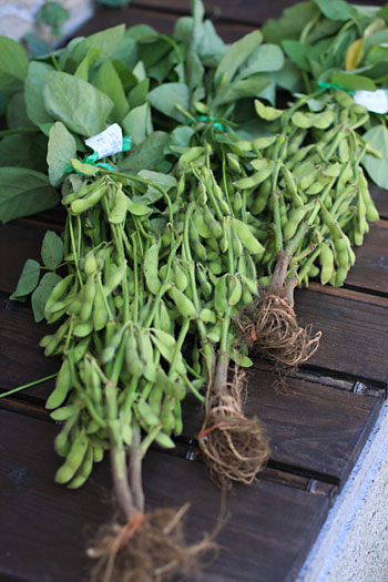 �}�ɂ����܂܂�1��100�~