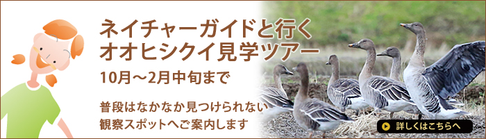 �I�I�q�V�N�C���w�c�A�[