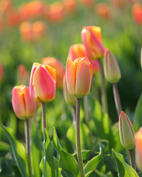 ��{���̃`���[���b�v