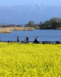 �������̍؂̉�