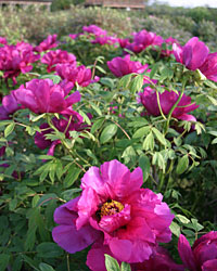 �S��W�����̉��O