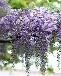 ���_�ɓ��@�̓��̉�