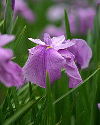 �܏\����̂���� [�ԏҊ�]