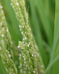 �p�����ق̃R�V�q�J���̉�