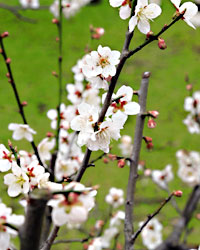 �s���@�̔~��