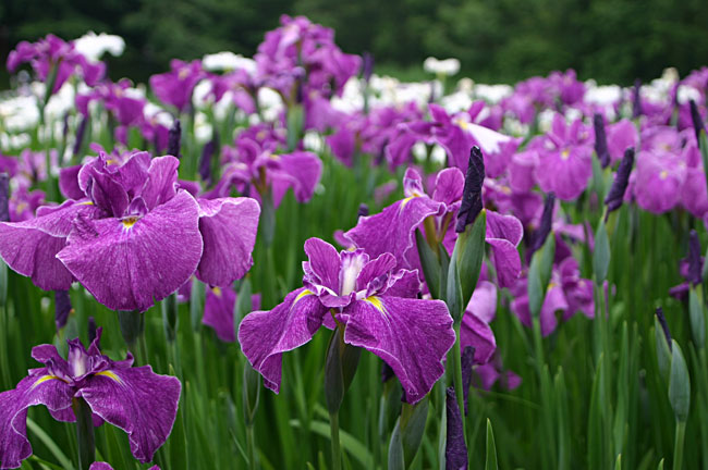 ����ߍՂ��3�T��