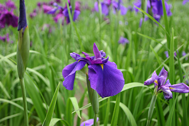 ����ߍՂ�ɍs���Ȃ�A�ł���ΉJ���~���������̂����܂̓��B