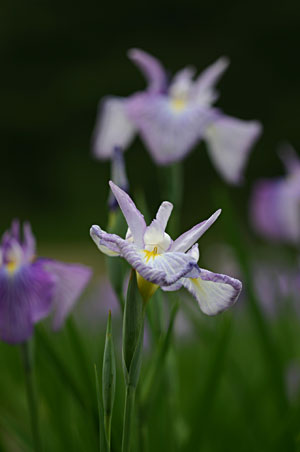 ����߉��̒��ł����F�̉�