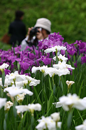 �Ԃ̍炭�ꏊ�́A���ł��ǂ��ł��V���b�^�[�`�����X�ɂȂ�B