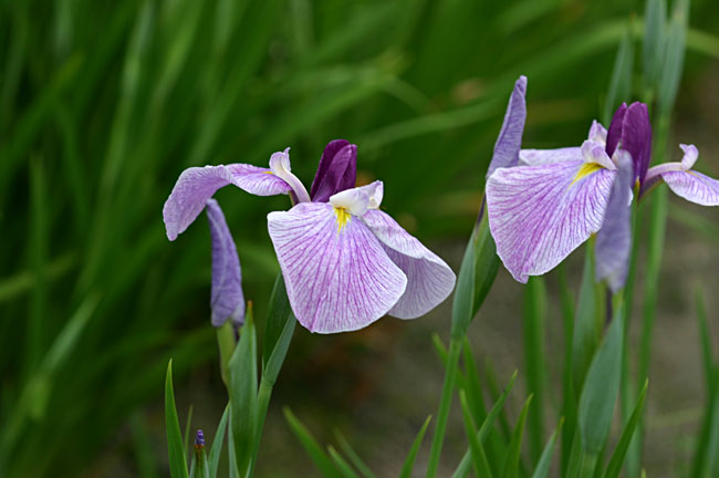 �炫�n�߂��΂���̉Ԃ́A�z�Ƃ���������������B