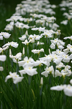 ����߉��̔�����