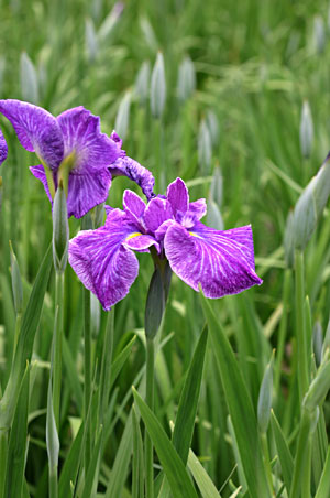 �Ԍ��t�u�D�����S�v