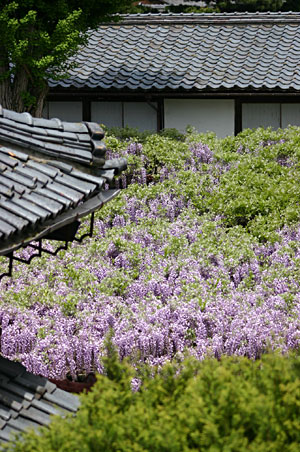 �k������������ �ɓ��@ ���_�̊� �員 ��K����]��