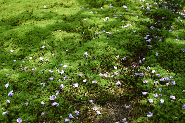 ���_�̊ق̓��I�̉��ɂ́A�������΂̑ۂ��L����B