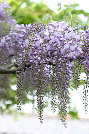 ���̉Ԃ́A�ォ�珇�ԂɉԂ��J���Ă䂭