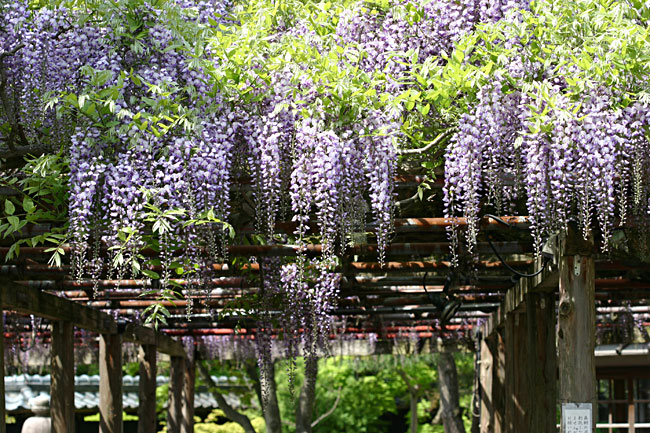 �u���_�̑員�v�ƌĂ΂�Ă��邱�̓��I�̌�����́A��3�T�ԁB