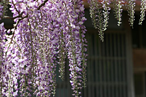 ���I�́A�Â������Ɉ͂܂�Ă���