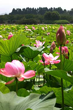 �Z�΂̃n�X�̉�