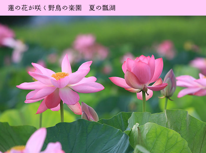 �Z�΁@�n�X�̉�