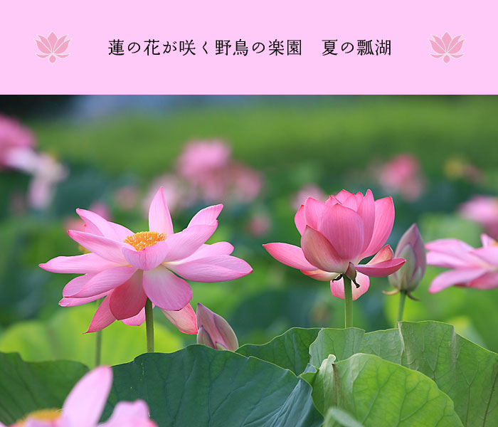 �@�̉Ԃ��炭�쒹�̊y���@�Ă̕Z��