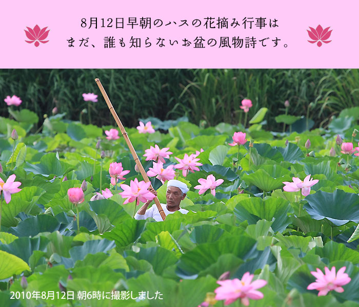 �Z�΂̃n�X�̉ԓE�݂͂��~�̕�����