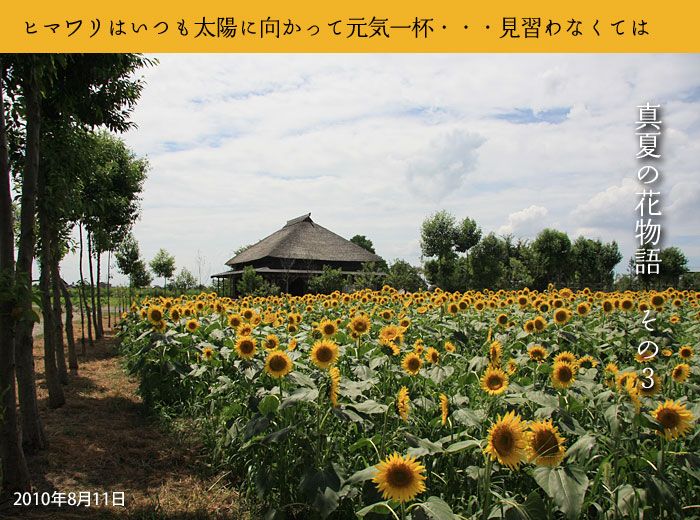 福島潟のヒマワリ
