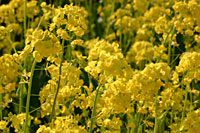 �������̍؂̉�