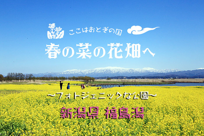 �������̍؂̉�