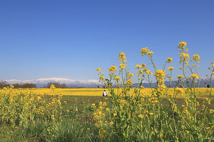 �������@�؂̉Ԃ̌���