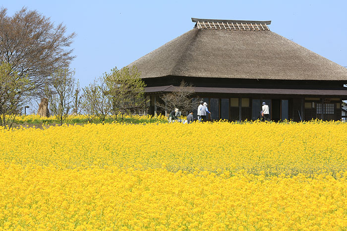 �������̍؂̉�