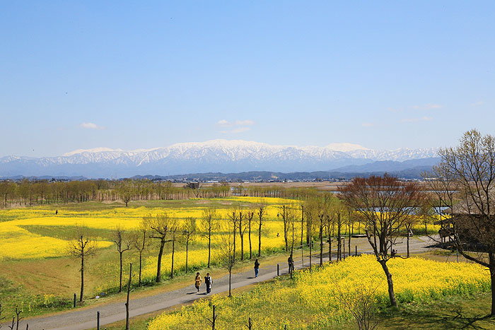 �������̍؂̉Ԃ�����