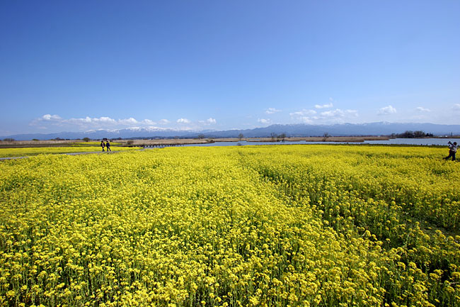 �������̍؂̉�