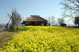 �������̍؂̉ԂƊ�����