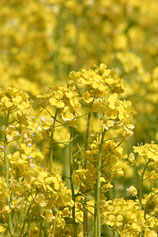 �������̍؂̉�