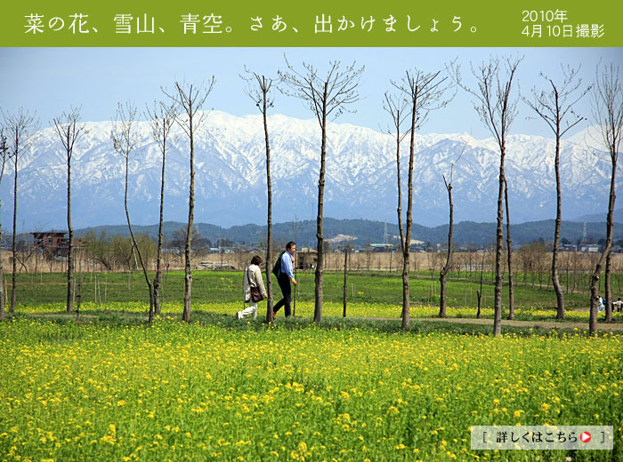 福島潟の菜の花が咲き始めました