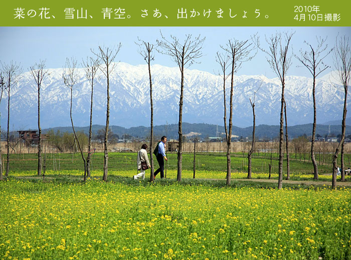 �V�����V���s�������̍؂̉�