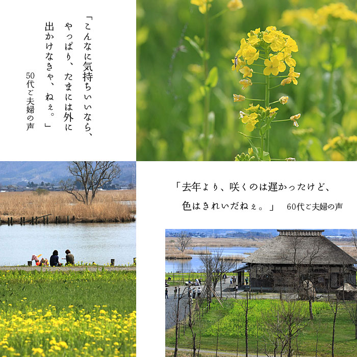 �V�����V���s�������؂̉�