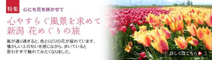 �ɂ������Ԃ߂���̗�