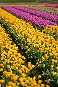 �V�����ܐ�s��{���̃`���[���b�v