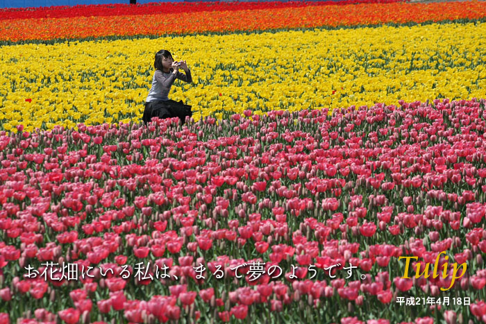 ���Ԕ��ɂ��鎄�́A�܂�Ŗ��̂悤�ł��B